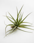 small green air plant