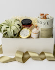 Our Foxblossom Green & Gold Gift Box is featured in our signature white gift box filled with ivory shred. It contains, from left to right, a large green air plant, clover honey in the center, a white tea candle, a jar of white matchsticks, and on the right, Dona Rising green loose leaf tea with three loose caramels placed on top. Displayed on a white background with a green ribbon wrapped around it.
