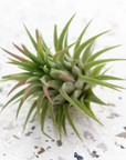 Green air plant on a textured white surface