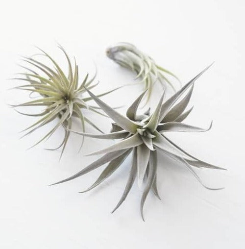 3 small air plant tillandsias of varying sizes shown on a white background