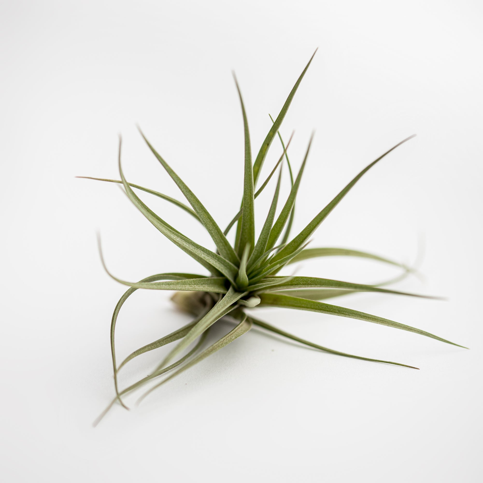 small green air plant 