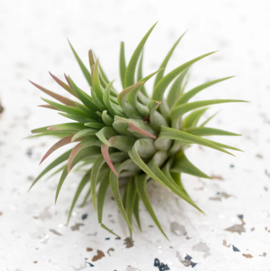 Green air plant on a textured white surface