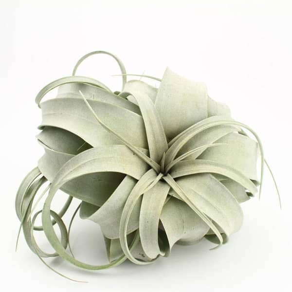 large live air plant tillandsia xerographica light green plant