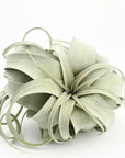 large live air plant tillandsia xerographica light green plant