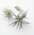 Live Air Plant | Assorted Small
